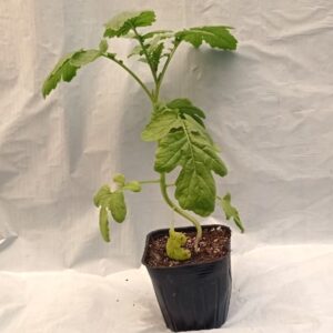 Planta de Mostaza Blanca (de hoja)