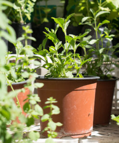 Planta de Paico