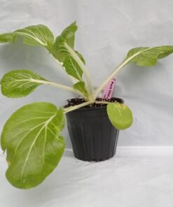 Planta de Pak Choi