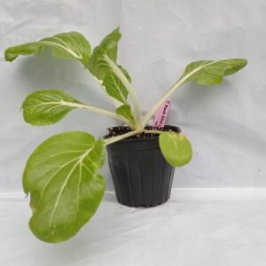 Planta de Pak Choi