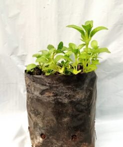 Planta de Poleo