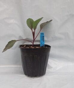 Planta de Repollo Morado