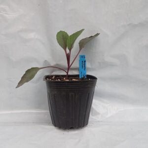 Planta de Repollo Morado