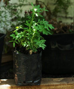 Planta de Ruda