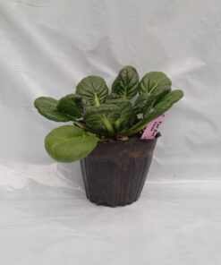 Planta de Tat Soi