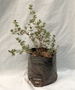 Planta de Tomillo Perenne
