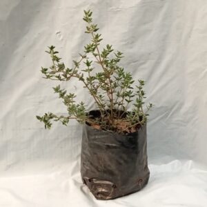 Planta de Tomillo Perenne