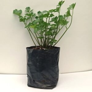 Almácigo de Apio multiple