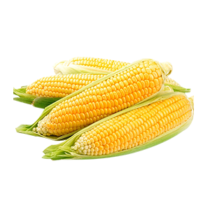 Semillas de Choclo Dulce F1 (Americano) (20 gr.)