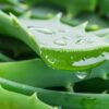Planta de Aloe Vera Mediana - Grande