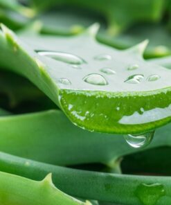 Planta de Aloe Vera Mediana - Grande