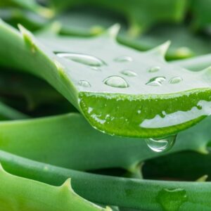 Planta de Aloe Vera Mediana