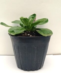 Planta de Canónigo