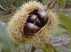 Castaño de Fruta