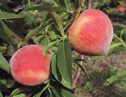Durazno Dixie Red