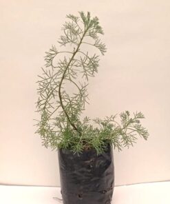 Planta de Eter (Hierba)