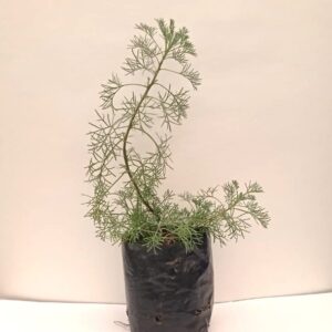 Planta de Eter (Hierba)