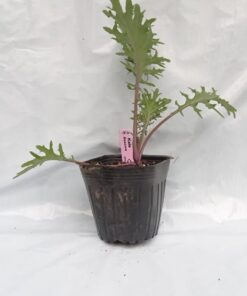Planta de Kale Moscow (Red Russian)