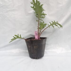 Planta de Kale Moscow (Red Russian)