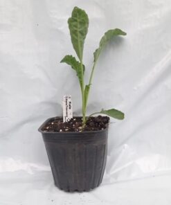 Planta de Kale Shizuoka