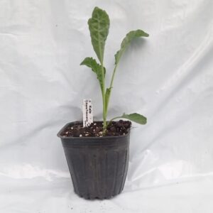 Planta de Kale Nero di Toscana