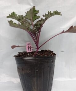 Planta de Mostaza double face negra