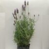 Planta de Lavanda Francesa Grande