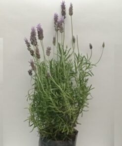 Planta de Lavanda Francesa Grande