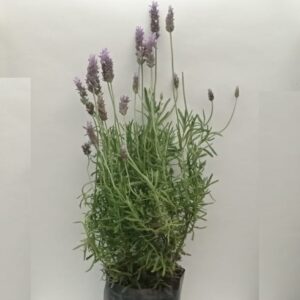 Planta de Lavanda Francesa Grande