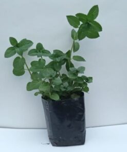 Planta de Menta Negra (Bergamota)