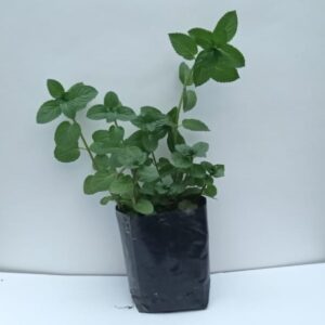Planta de Menta Negra (Bergamota)