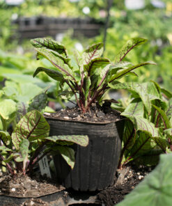 Planta de Rumex (Acedera)
