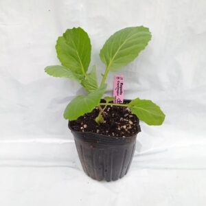 Planta de Repollo Copenhague