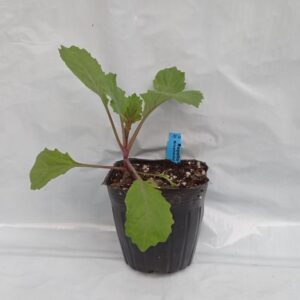 Repollo Ornamental (Colores)