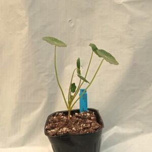 Espuela de Galán Enana Variada