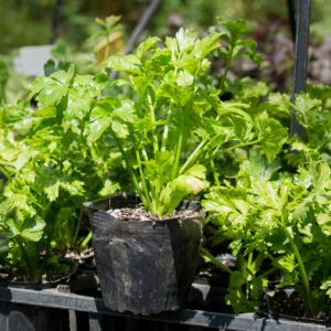 Planta de Apio individual