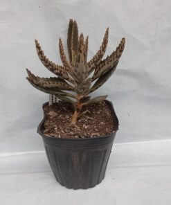 Planta de Kalanchoe comestible - medicinal
