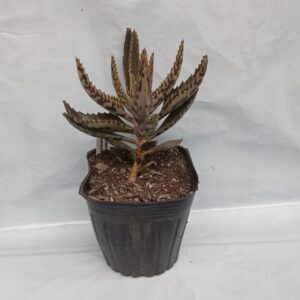 Planta de Kalanchoe comestible - medicinal