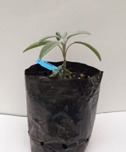 Planta de Salvia Officinalis (Culinaria)