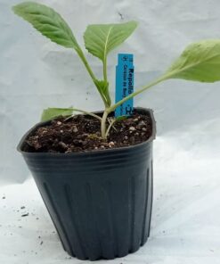 Planta de Repollo Marissa (Crespo F1)