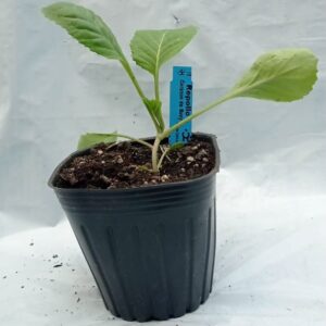 Planta de Repollo Corazón de Buey