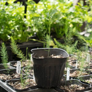 Planta de Espárrago en maceta chica