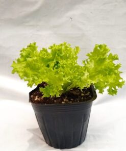 Planta de Lechuga Lollo Rubia (tipo hidropónica) 3 unidades