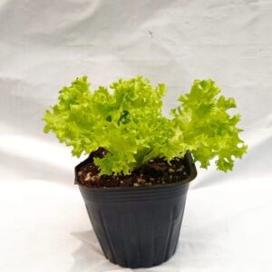 Planta de Lechuga Lollo Rubia (tipo hidropónica) 3 unidades