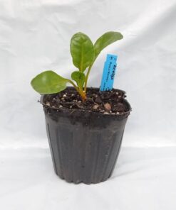 Planta de Acelga tallo naranjo
