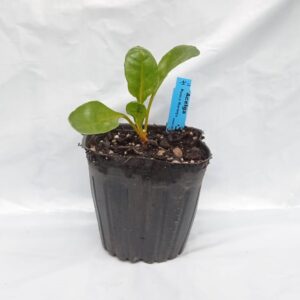 Planta de Acelga tallo naranjo