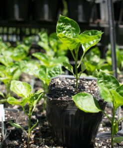 Planta de Ají Blanco Cristal (verde)