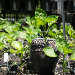 Planta de Ají Blanco Cristal (verde)