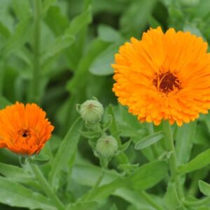 Planta de Caléndula