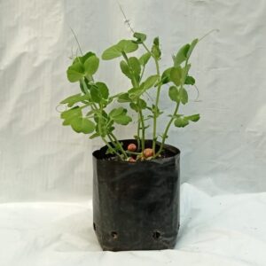 Almácigo de arveja Freezer